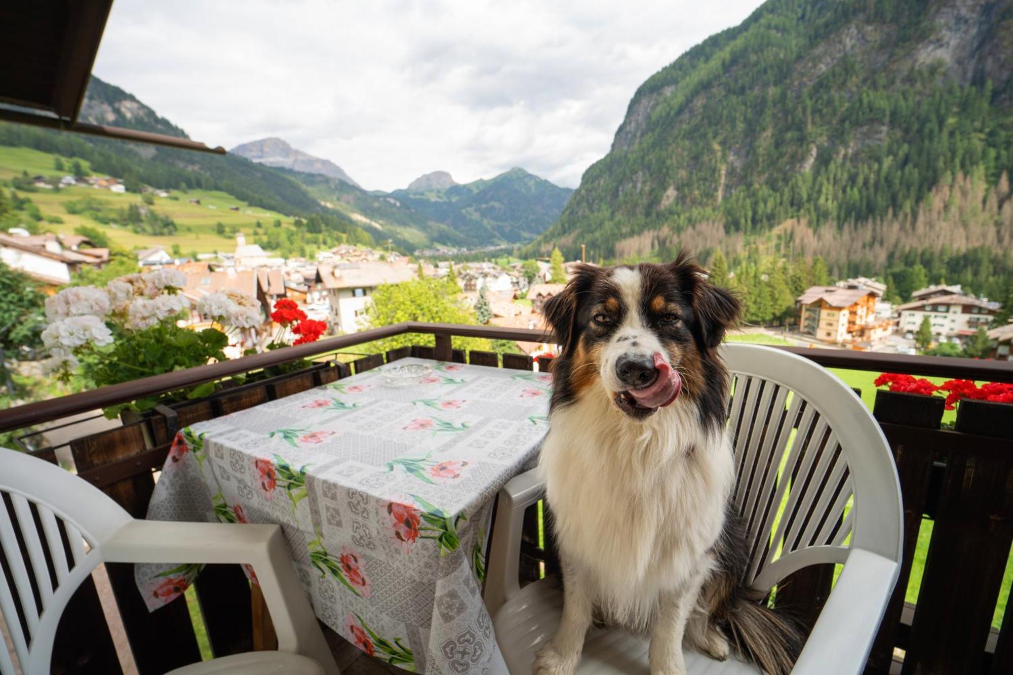 Cesa Cherpei - Dog Friendly Campitello di Fassa Εξωτερικό φωτογραφία