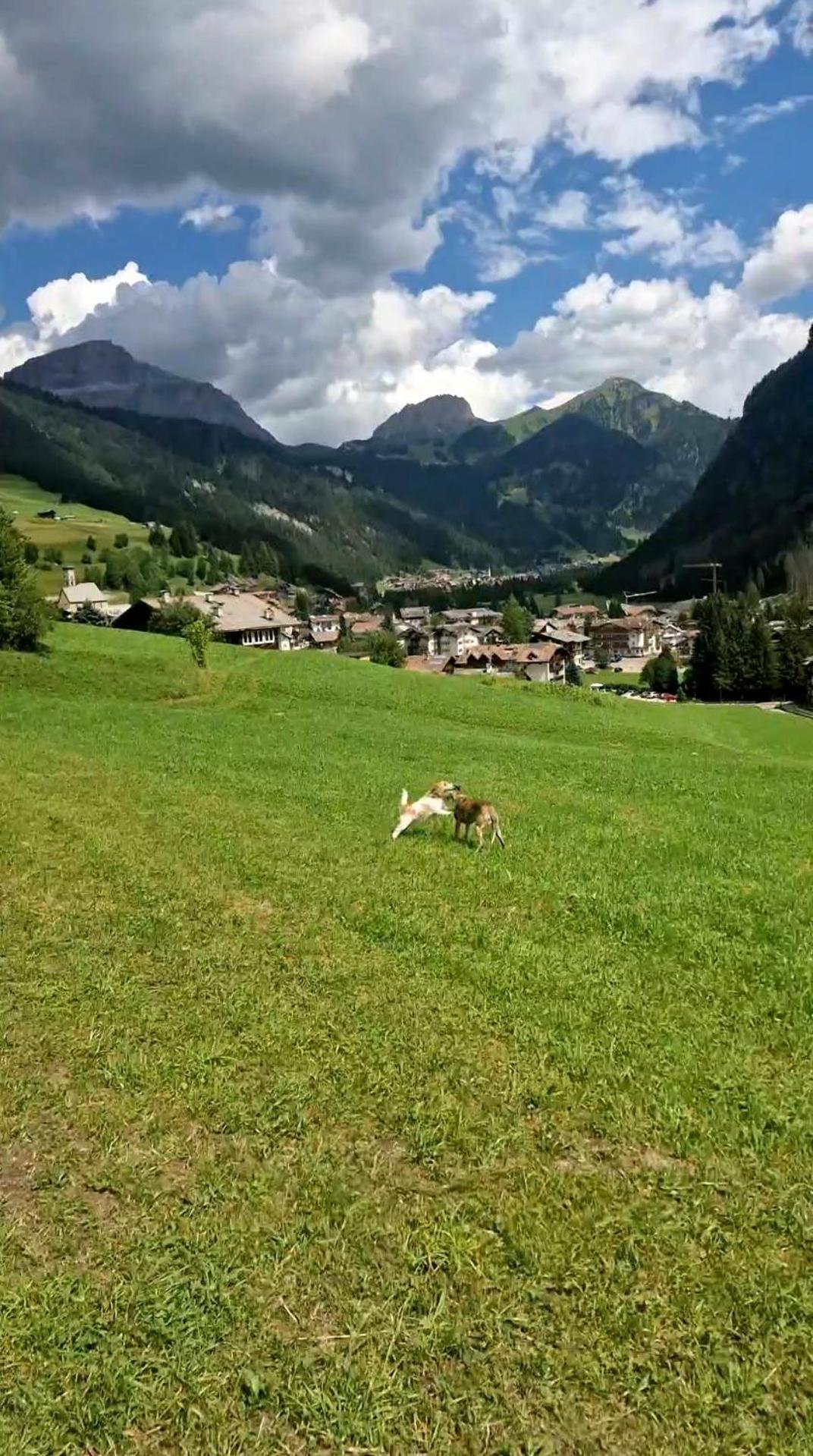 Cesa Cherpei - Dog Friendly Campitello di Fassa Εξωτερικό φωτογραφία